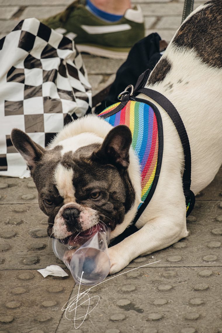 London Pride 2019 - pug