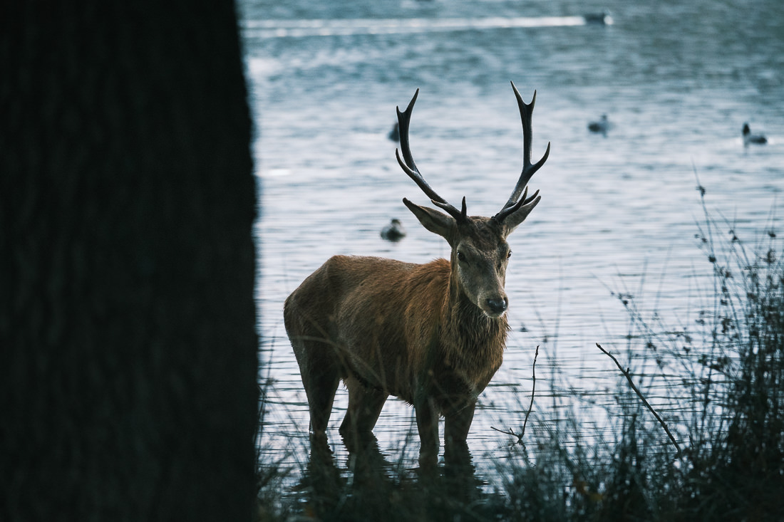 Richmond Park stag by the lake