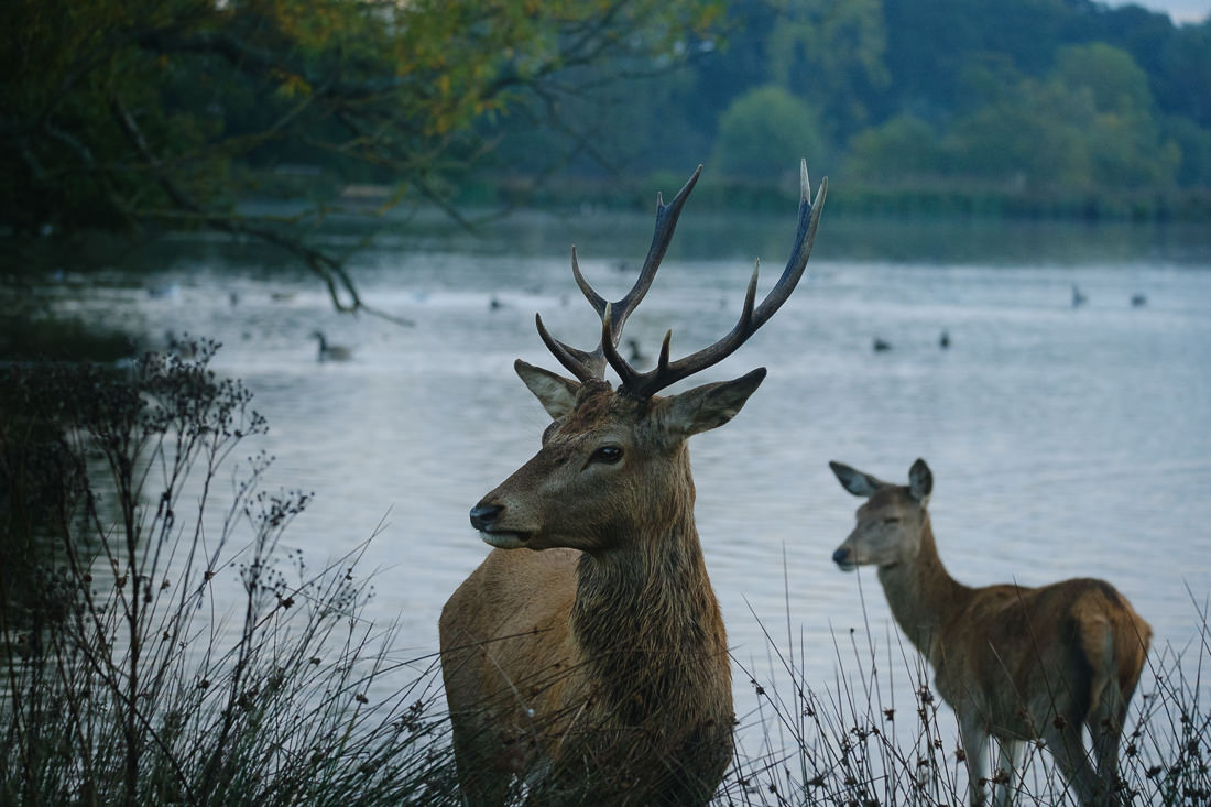 Richmond Park deers