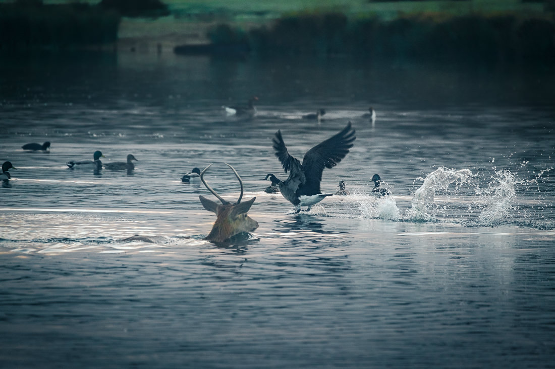 Richmond Park deer swimming