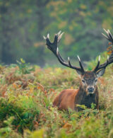 Richmond Park | Stag | The Limited 10