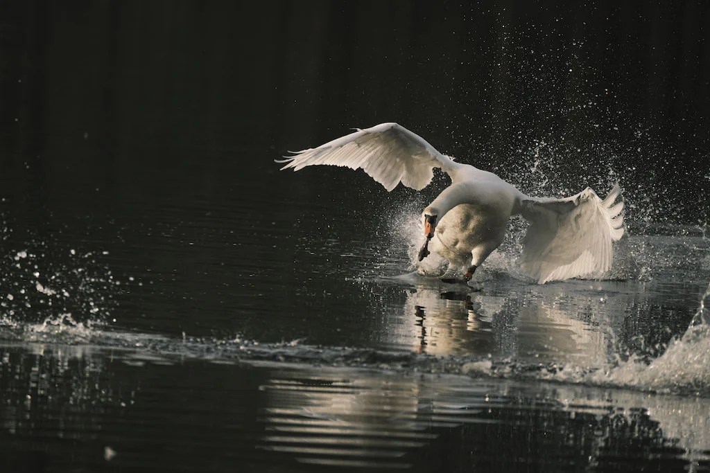 Fujifilm XF100-400