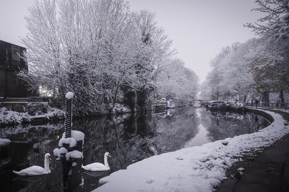 Xmas snow in London, Victoria Park, swans in Regent's Canal