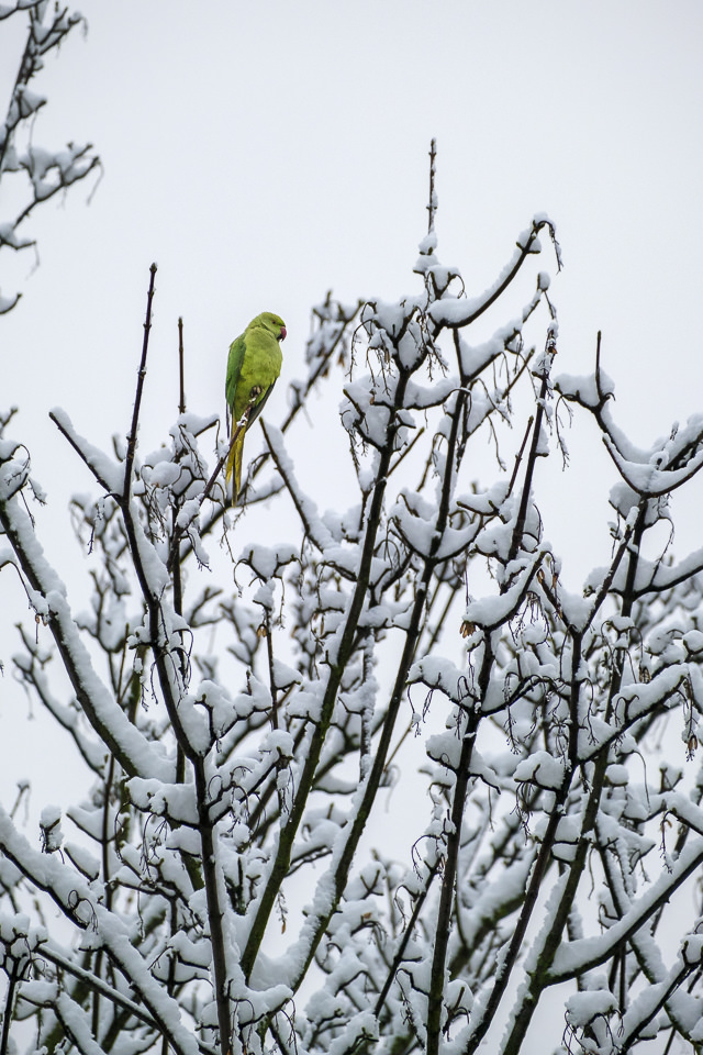 Xmas snow in London, Victoria Park, parakeet in the snow